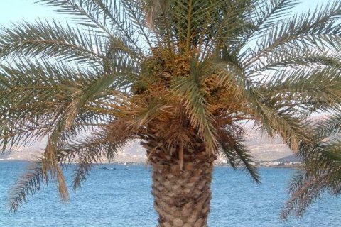 Отель, гостиница с 38 комнатами в Ираклион, Греция №109573 13