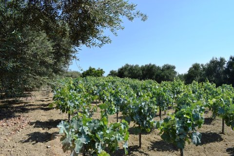 4000m² Land in Rethymno, Greece No. 109570 11