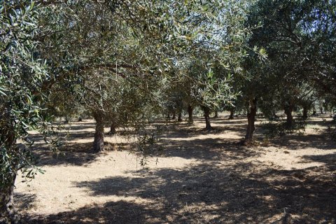 4000m² Land in Rethymno, Greece No. 109570 14