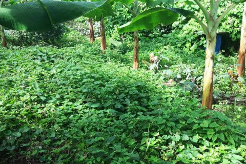 5747m² Land à La Plaine, Dominica No. 66279 6