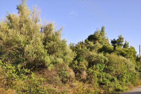 4000m² Land à Chalkidiki, Greece No. 109695 8