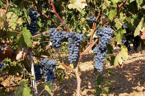 41575m² Land in Kranidi, Greece No. 56422 8