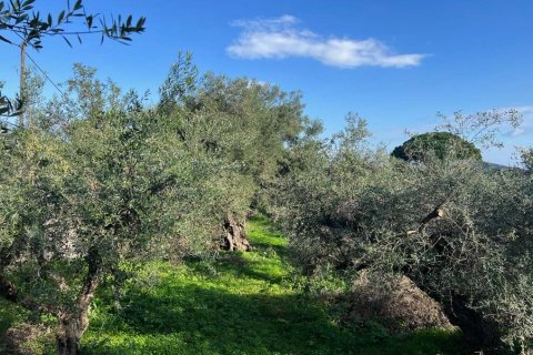 Land in Zakynthos, Greece No. 73020 6