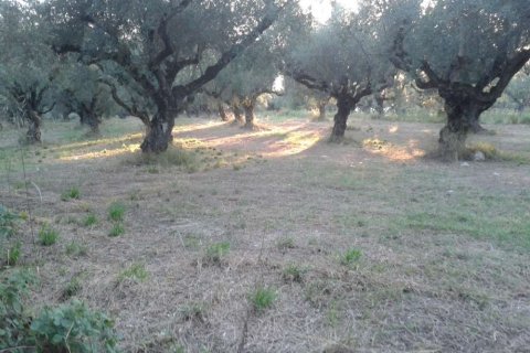 Land in Zakynthos, Greece No. 24520 7