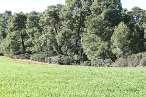 103500m² Land en Chalkidiki, Greece No. 57632 7