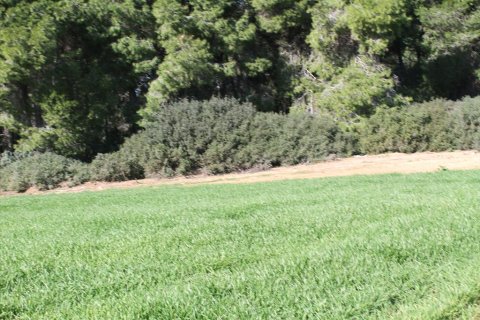 103500m² Land en Chalkidiki, Greece No. 57632 6