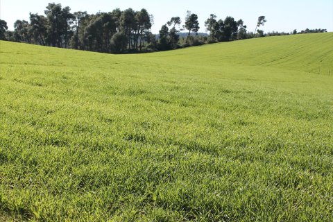 103500m² Land en Chalkidiki, Greece No. 57632 4