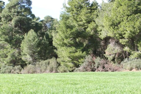 103500m² Land en Chalkidiki, Greece No. 57632 5