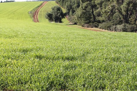 103500m² Land en Chalkidiki, Greece No. 57632 3