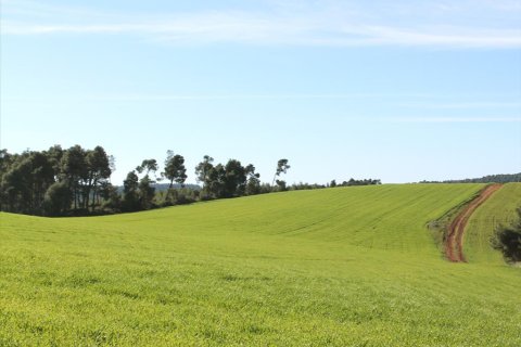 103500m² Land en Chalkidiki, Greece No. 57632 2