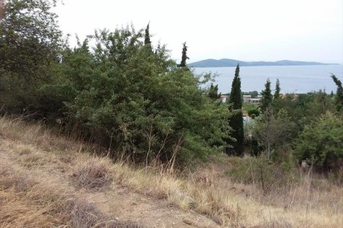13000m² Land in Chalkidiki, Greece No. 109622 3