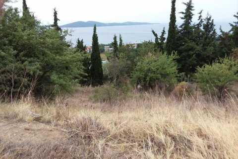 13000m² Land in Chalkidiki, Greece No. 109622 1