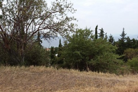 13000m² Land in Chalkidiki, Greece No. 109622 2