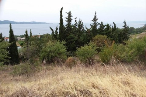 13000m² Land in Chalkidiki, Greece No. 109622 4