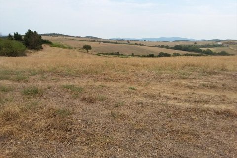 13000m² Land in Chalkidiki, Greece No. 109622 8