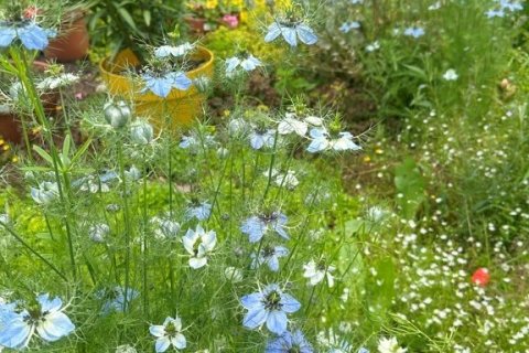 6 dormitorios House en Sixt-sur-Aff, France No. 75949 11