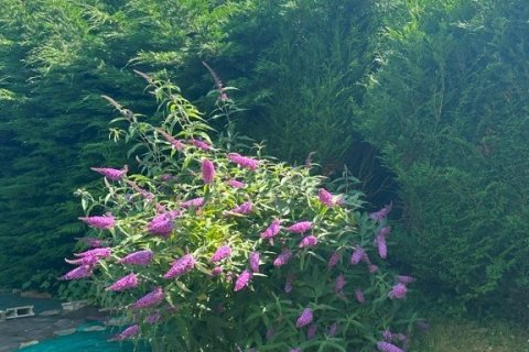 6 dormitorios House en Sixt-sur-Aff, France No. 75949 13