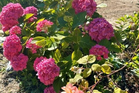 6 dormitorios House en Sixt-sur-Aff, France No. 75949 15