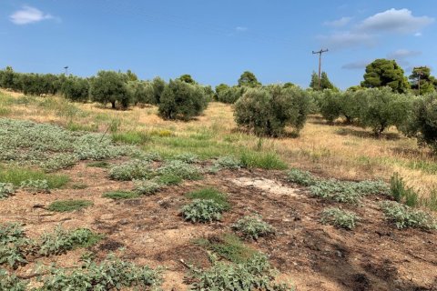 5301m² Land in Polygyros, Greece No. 109571 3