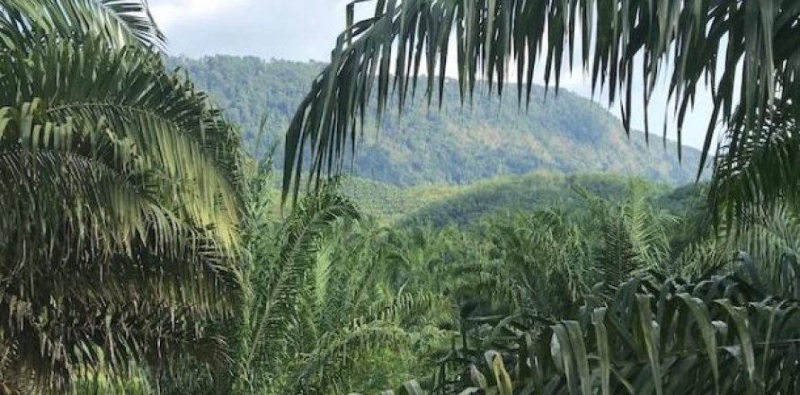 67200m² Land in Phang Nga, Thailand No. 96003