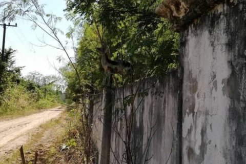 Land en Chiang Mai, Thailand No. 98052 8