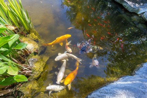 8 chambres Villa à Antibes, France No. 68785 29