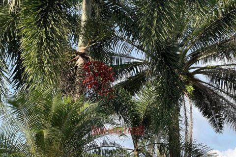 4 bedrooms Villa in Ao Nang, Thailand No. 97457 6