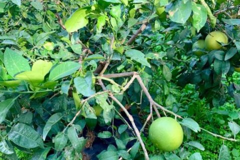 4 rooms Apartment in Chau Lang, Vietnam No. 18073 28