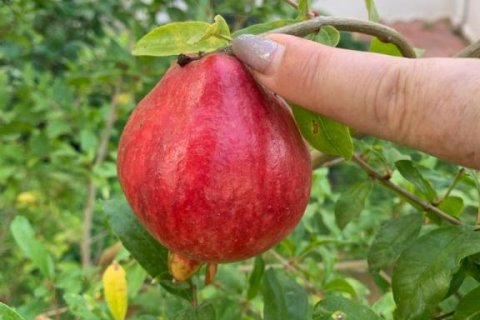 4 rooms Apartment in Chau Lang, Vietnam No. 18073 4