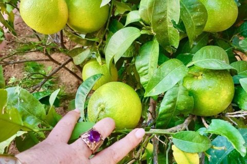 4 rooms Apartment in Chau Lang, Vietnam No. 18073 2