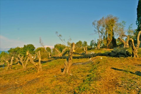 4160m² Land in Corfu, Greece No. 58934 9