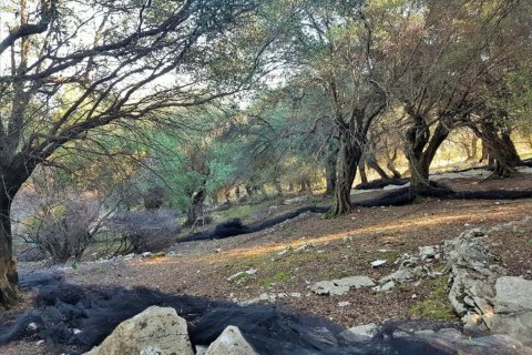 2 chambres Land à Corfu, Greece No. 57791 16