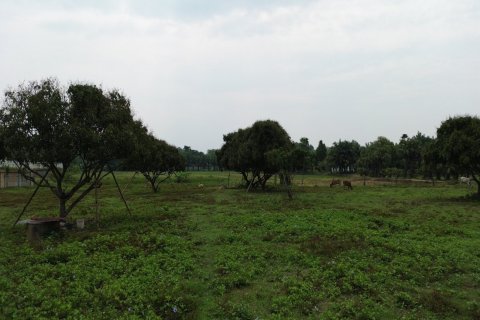 Land en Chiang Mai, Thailand No. 98161 8