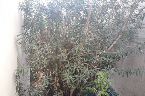 2 bedrooms Apartment in Chalkidiki, Greece No. 108913 13