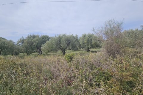 5100m² Land à Chalkidiki, Greece No. 108231 5