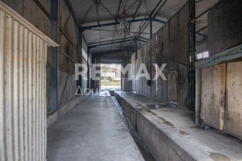 Здание с 2 спальнями в Магнисия, Греция №104639 10