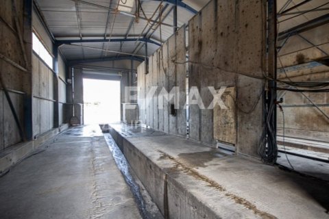 Здание с 2 спальнями в Магнисия, Греция №104639 13