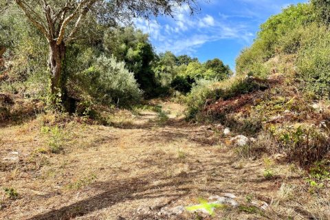 4162m² Land in Corfu, Greece No. 110041 5