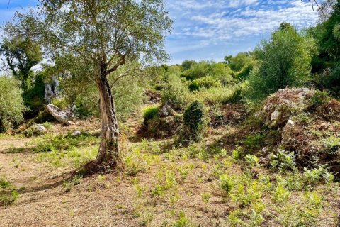 4162m² Land in Corfu, Greece No. 110041 4