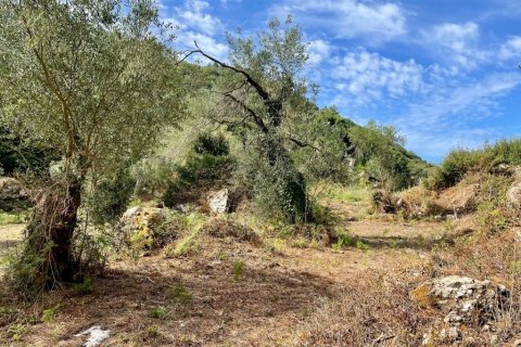 4162m² Land in Corfu, Greece No. 110041 12