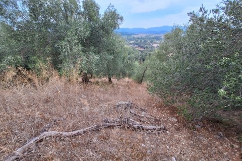 13000m² Land in Corfu, Greece No. 109310 6