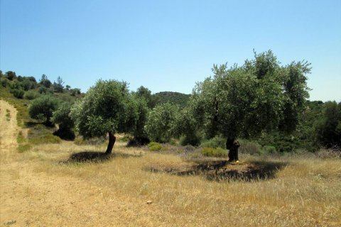 12912m² Land in Thasos, Greece No. 60233 8