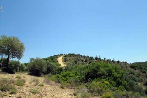 12912m² Land in Thasos, Greece No. 60233 5