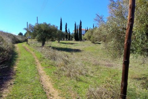 5200m² Land in Chalkidiki, Greece No. 58241 3