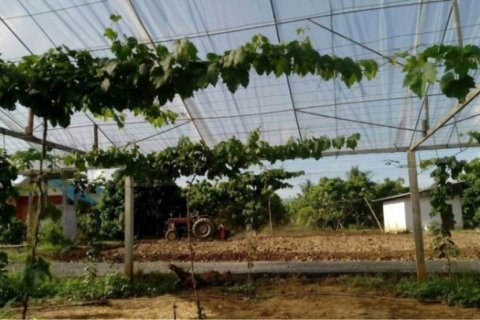 Отель, гостиница с 6 спальнями в Мае Танг, Таиланд №96137 6