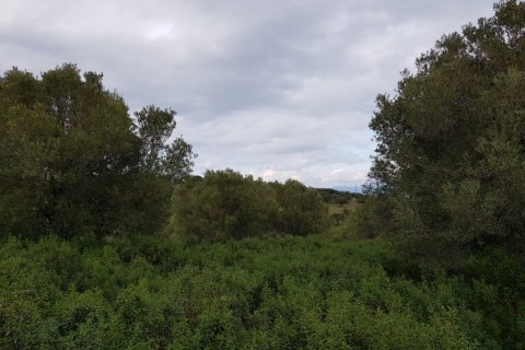 13289m² Land en Chalkidiki, Greece No. 109630 3