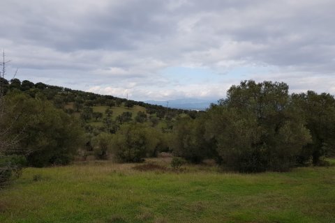 13289m² Land en Chalkidiki, Greece No. 109630 1