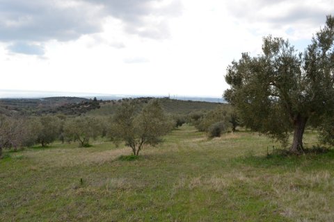 105000m² Land en Polygyros, Greece No. 58857 3