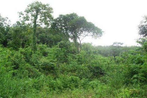 9600m² Land in Kathu, Thailand No. 95644 7