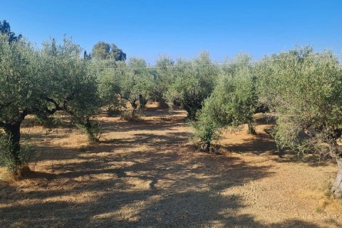 Land in Zakynthos, Greece No. 69556 5